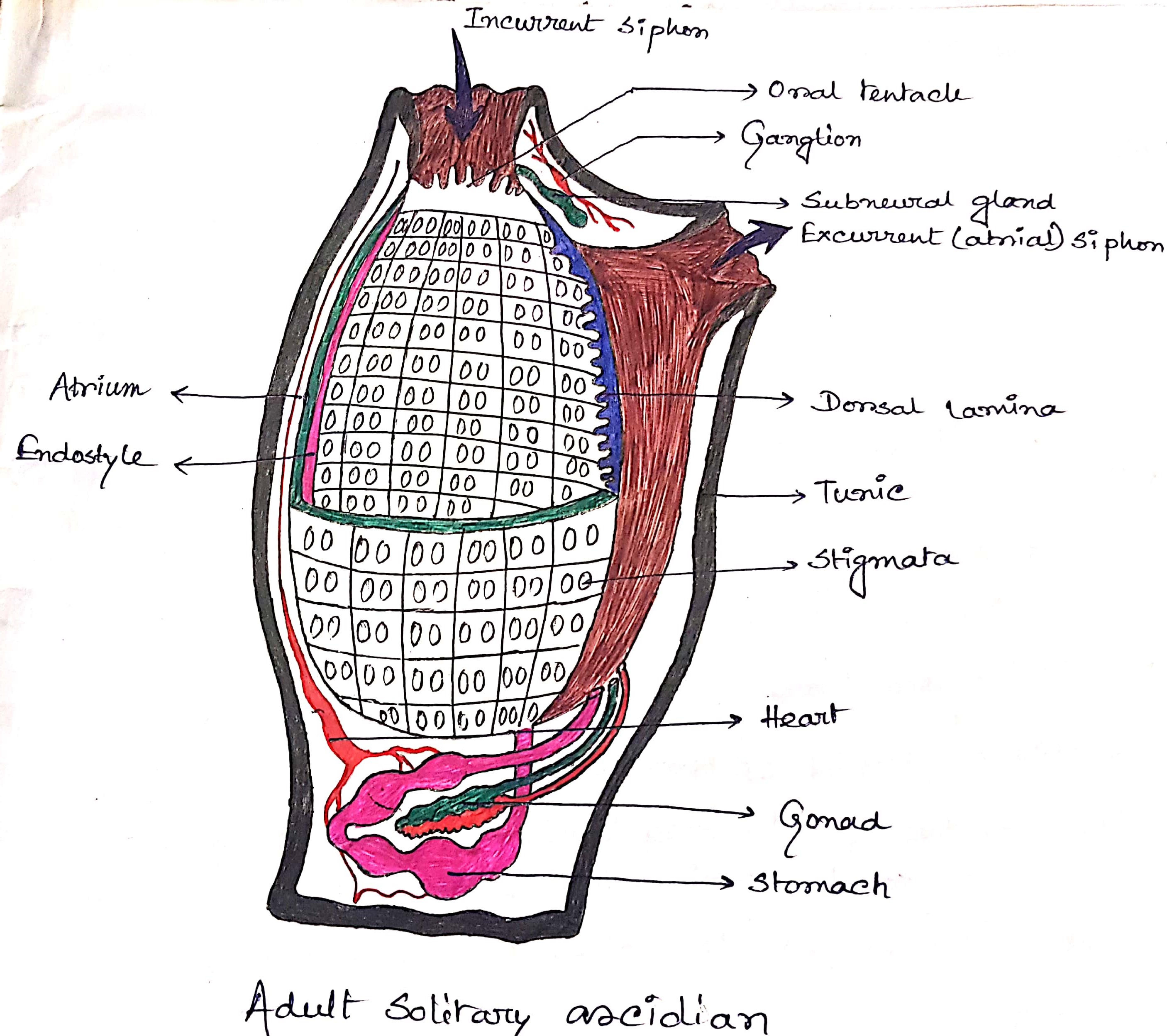 Diagram of Adult Solitary Ascidian