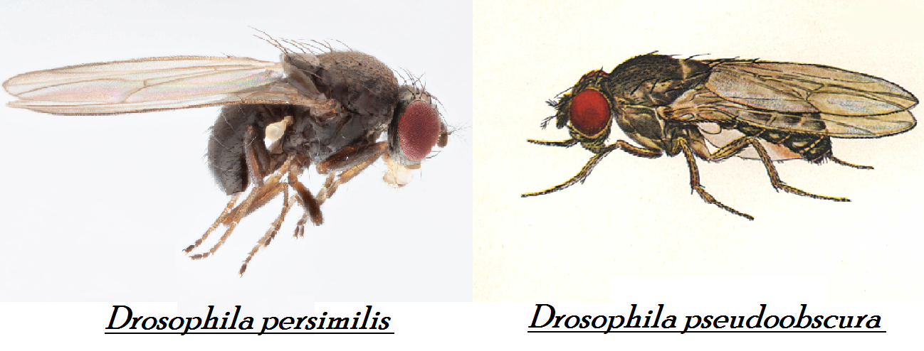 Мухи-дрозофилы видов Drosophila pseudoobscura