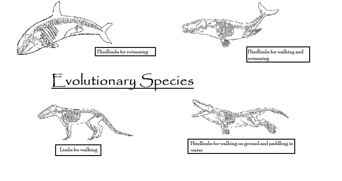 what do you mean by evolutionary species concept