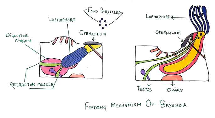Image for feeding mechanism of bryozoa