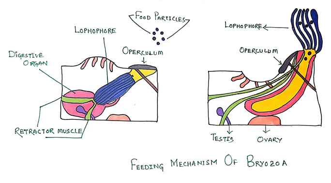 Feeding Mechanism in Bryozoa | everyEthing