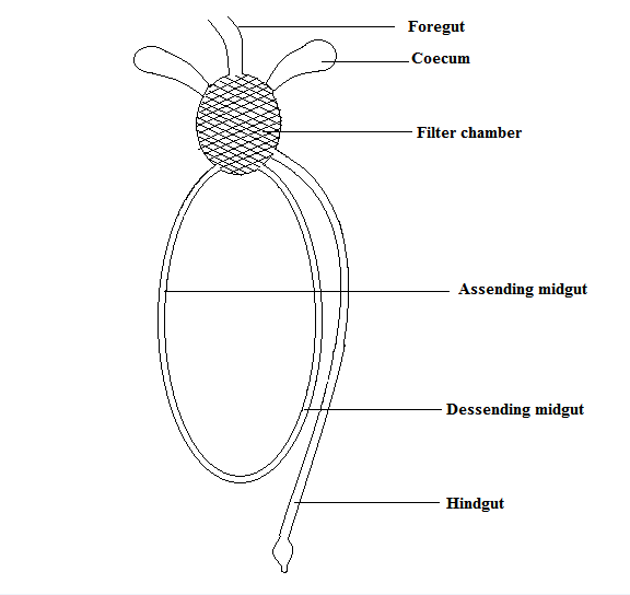 Filter chamber in insect digestive system