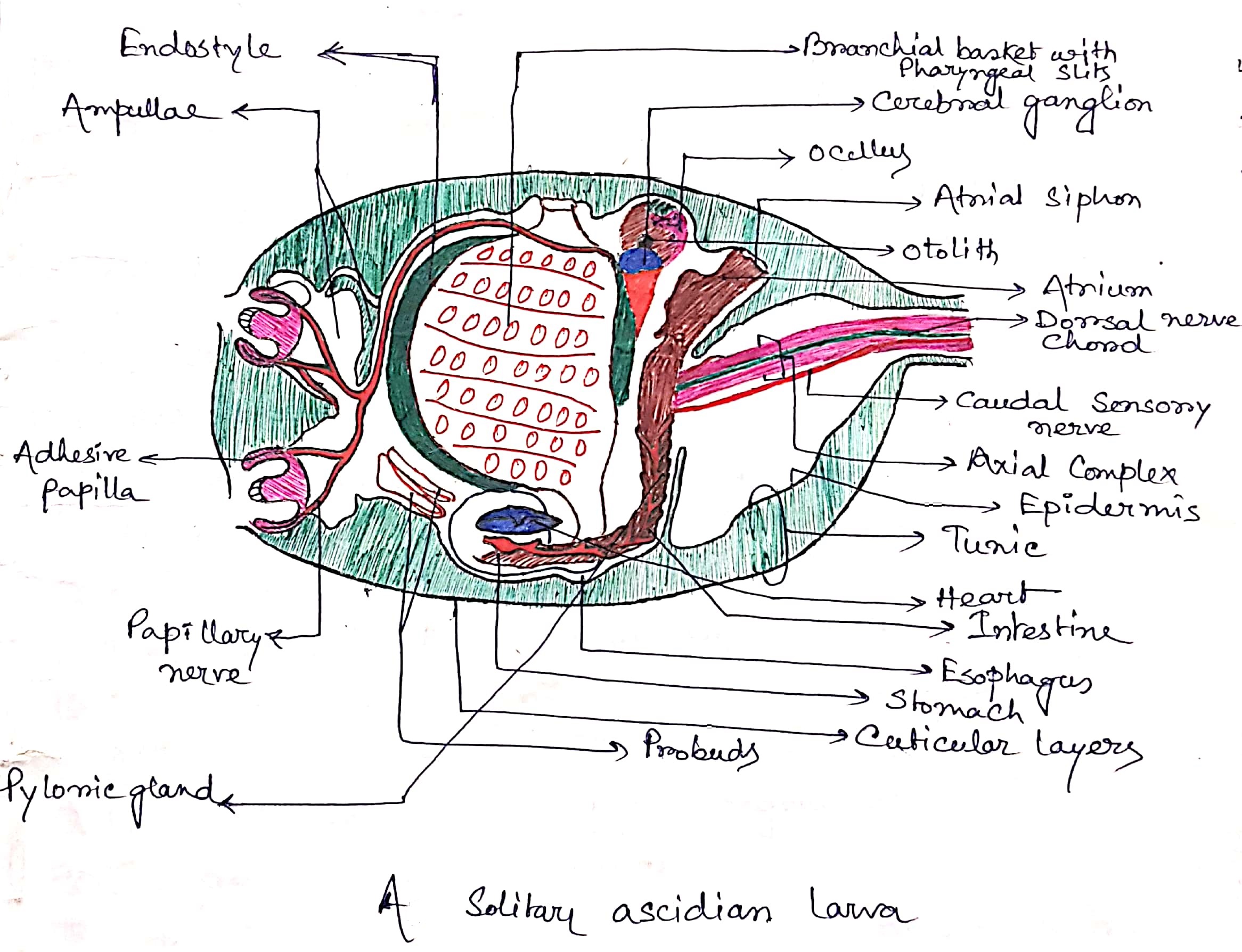 Diagram of Solitary Ascidian Larva