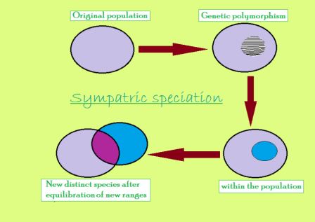 sympatric speciation diagram