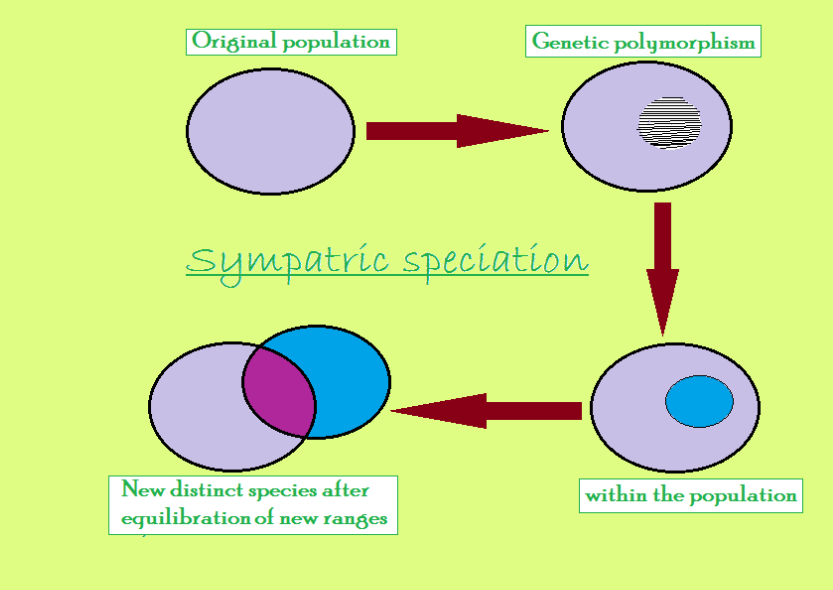 sympatric speciation example animals