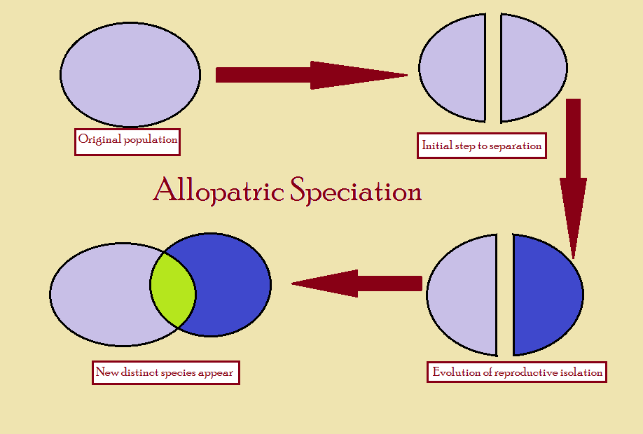 allopatric speciation diagram