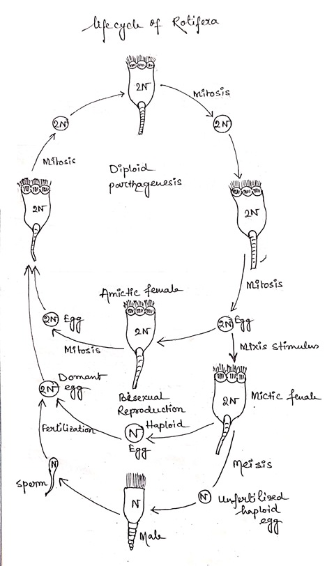 life-cycle-of-rotifera
