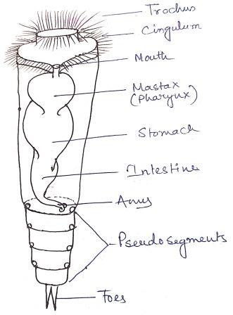 mastax