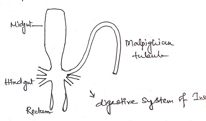 midgut-diagram