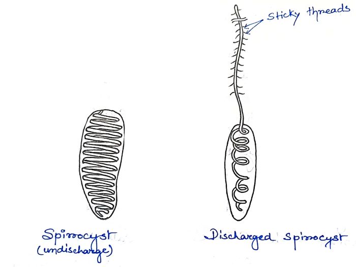 spirocyst