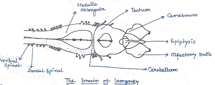 Brain-of-Lamprey