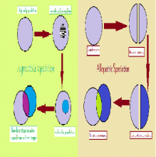 allopatric-sympatric-speciation-diagram