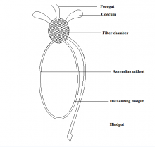 FILTER-CHAMBER-OF-INSECT-DIGESTIVE-SYSTEM-Diagram